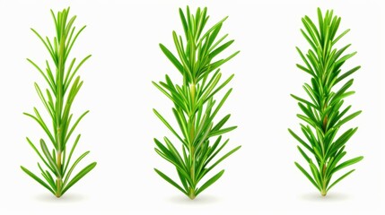 Fototapeta premium Discover a fresh collection of vibrant rosemary sprigs isolated against a clean background, perfect for your culinary inspiration.