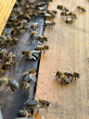 A swarm of honeybees actively moves around the entrance of a wooden beehive. The macro shot captures the bees’ delicate wings, striped bodies, and busy hive activity.