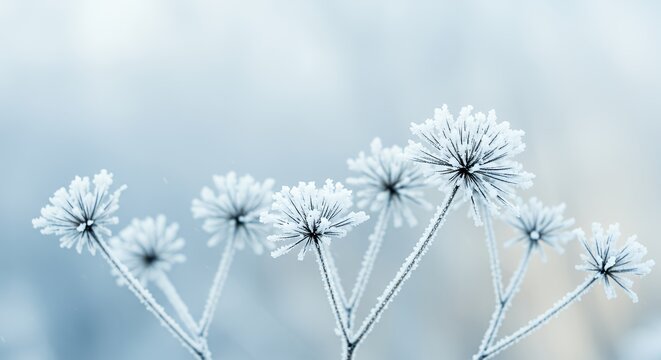 Frosty Winter Plant Sparkling with Ice Crystals Against Soft Blue Background