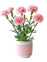 Fototapeta premium Beautiful pink carnations in a decorative pot indoor floral arrangement bright atmosphere