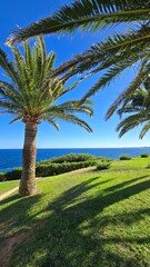 Obraz premium Große Palmen mit Meerblick auf Mallorca – Mediterrane UrlaubsstimmungPassende Tags für Adobe 