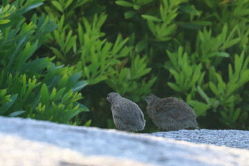 brown quail