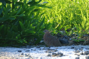 brown quail