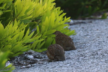 brown quail