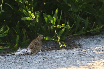brown quail