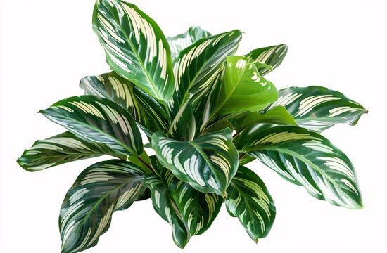 a green and white plant