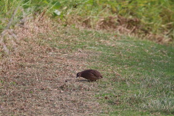 montague island