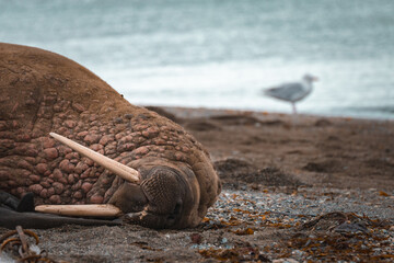 svalbard walrus