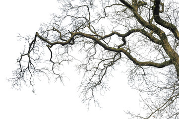 Fototapeta premium Natural silhouette of oak tree. Silhouette of natural oak tree on white background. 