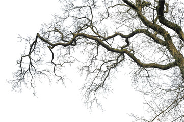 Natural silhouette of oak tree. Silhouette of natural oak tree on transparent background. 