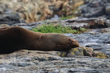 fur seal