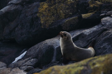 fur seal