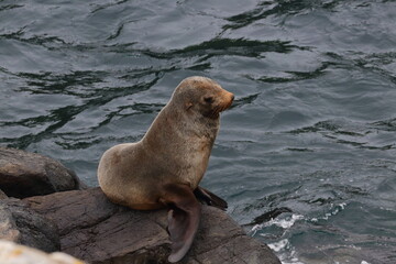 fur seal