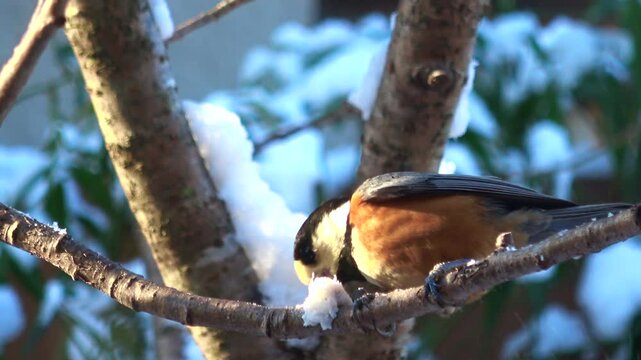 雪の中、木の枝に止まり、脂身を食べるヤマガラ  冬の野鳥のスローモーション  4K