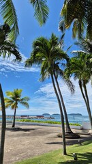 palm trees on the beach