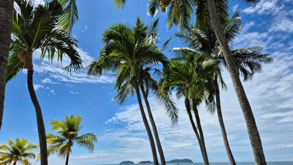 coconut palm trees