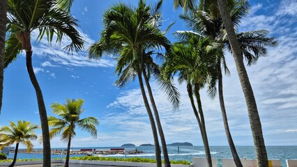 palm trees on the beach