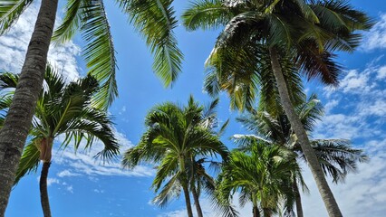 coconut palm trees