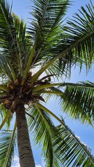 coconut palm tree