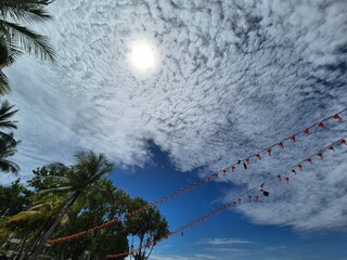 christmas tree in the snow