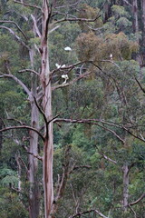 Fototapeta premium sulphur crested cockatoo