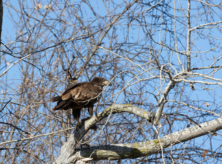 juvenal bald eagles near missouri river
