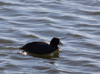 Beautiful ducks at horseshoe lake in granite city il