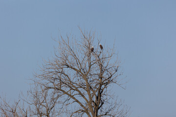 juvenal bald eagles near missouri river