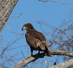juvenal bald eagles near missouri river