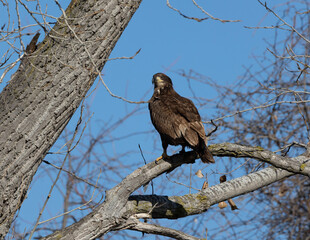 juvenal bald eagles near missouri river