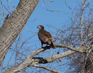 juvenal bald eagles near missouri river