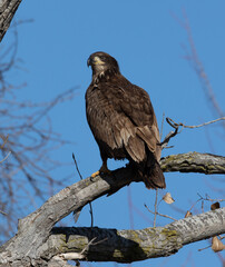 juvenal bald eagles near missouri river