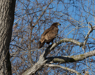 juvenal bald eagles near missouri river