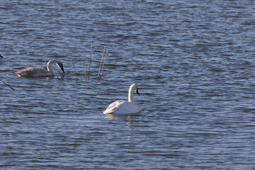 Swans swimming near the alton damn
