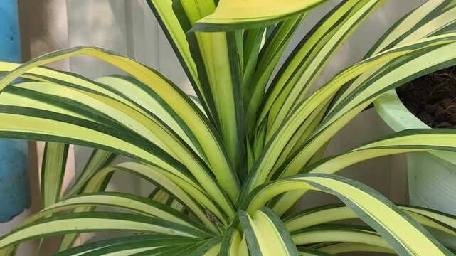The soft green leaves are blooming.