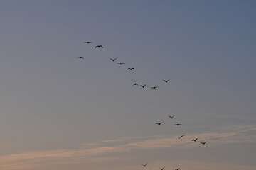 Flock of Geese