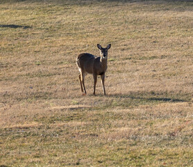 doe in the middle of an open field
