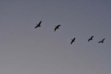 Geese