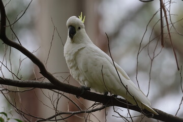 sulphur crested cockatoo