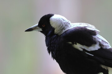 australian magpie