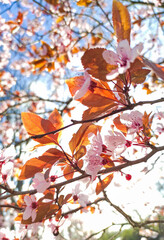 Close-up view of pink cherry blossoms on a tree branch, bathed in sunlight with a bright, clear sky in the background. Springtime