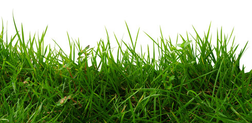 green grass isolated on white