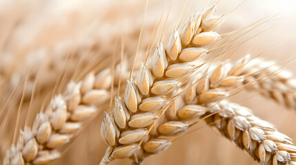 Ripe wheat stalks in a field, harvest season, sunlit background, food packaging use