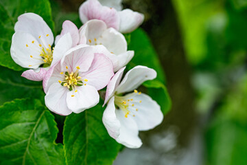 Honeybee on Apple Blossom Spring Pollination