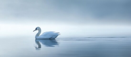 Fototapeta premium Graceful Swan Drifting on Misty Waters, Serene Nature