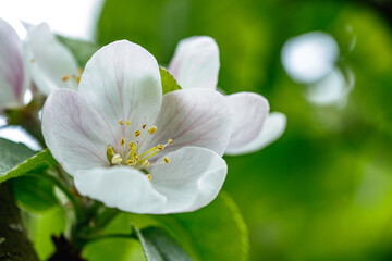 Springtime Apple Blossoms with a Bee in Flight