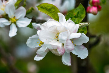 Fuzzy Beetle on Apple Tree Flower Macro View