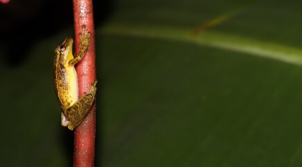 Uma perereca subindo pela haste de uma ninféia