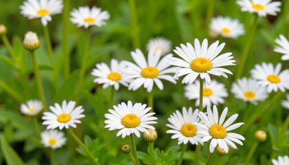 Fototapeta premium Daisies blooming in a vibrant green field