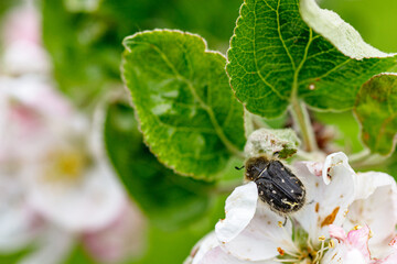 Epicometis Hirta on Apple Flower Spring Pollination